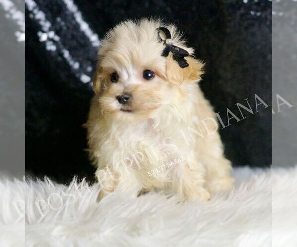 Medium Photo #2 Maltipoo Puppy For Sale in WARSAW, IN, USA