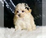 Small #1 Maltipoo