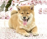 Small Photo #6 Shiba Inu Puppy For Sale in Neosho, MO, USA