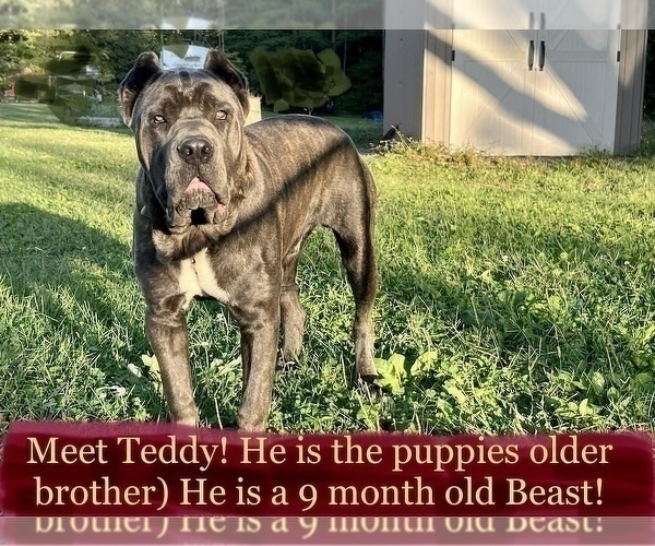 Medium Photo #4 Cane Corso Puppy For Sale in BUMPASS, VA, USA