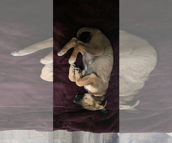 Medium Photo #3 German Shepherd Dog Puppy For Sale in MIDWAY, UT, USA