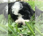 Small Photo #16 Aussiedoodle Miniature  Puppy For Sale in FORT MYERS, FL, USA