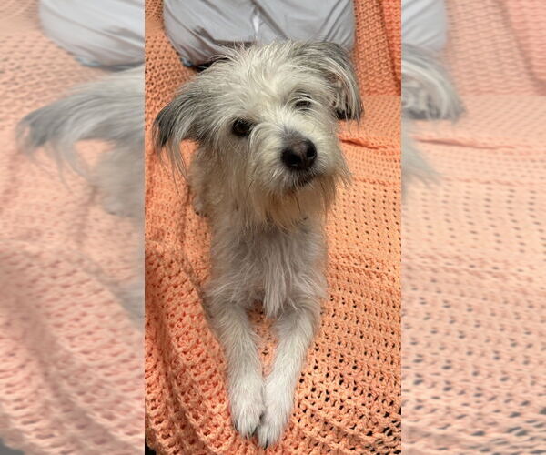 Medium Photo #2 Maltese-Unknown Mix Puppy For Sale in Andover, MN, USA