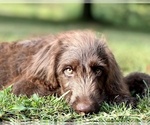 Small Photo #4 Labradoodle Puppy For Sale in BURNS, TN, USA