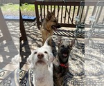 Small #21 German Shepherd Dog