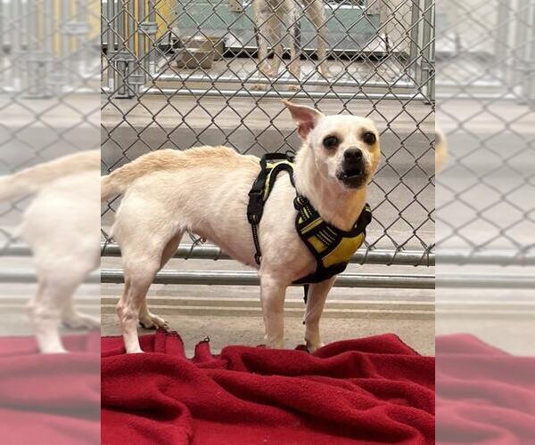 Medium Photo #1 Chihuahua-Unknown Mix Puppy For Sale in Temple, TX, USA