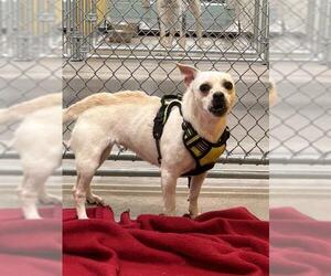 Chihuahua-Unknown Mix Dogs for adoption in Temple, TX, USA