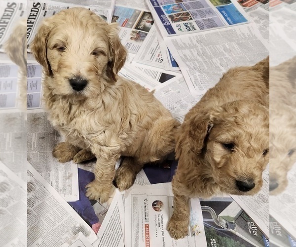 Medium Photo #5 Goldendoodle-Poodle (Standard) Mix Puppy For Sale in ROSCOE, IL, USA