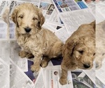 Small Photo #5 Goldendoodle-Poodle (Standard) Mix Puppy For Sale in ROSCOE, IL, USA