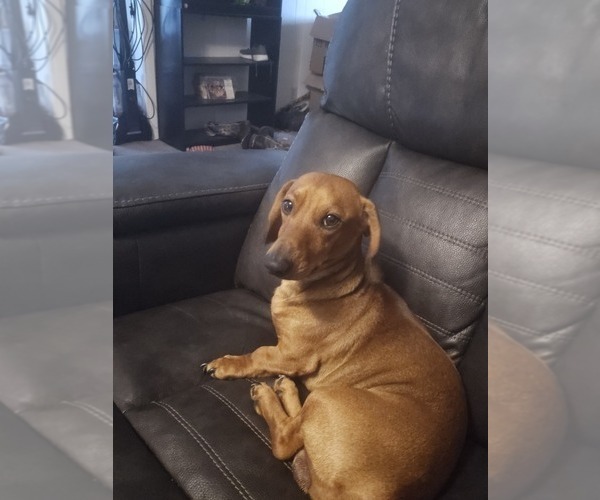 Medium Photo #1 Dachshund Puppy For Sale in SPIRO, OK, USA