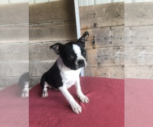 Boston Terrier Puppy for sale in VERMONTVILLE, MI, USA