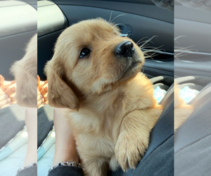 Golden Retriever Puppy for sale in ADDISON, IL, USA