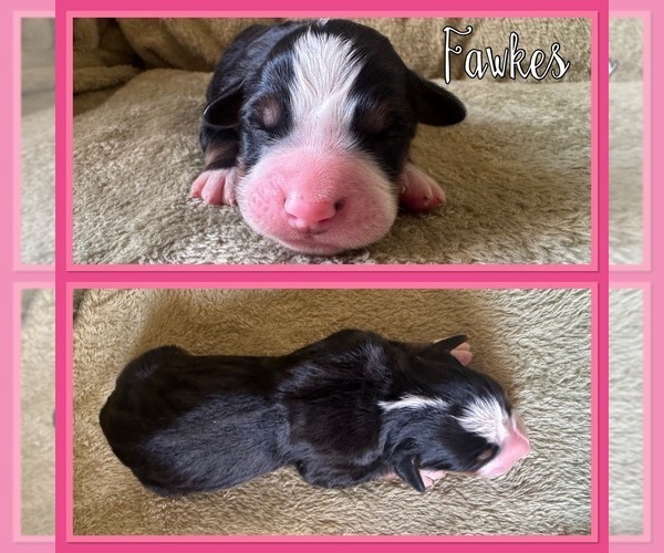 Medium Photo #6 Bernese Mountain Dog Puppy For Sale in MERRILL, MI, USA