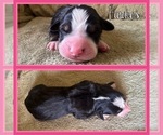 Small #5 Bernese Mountain Dog