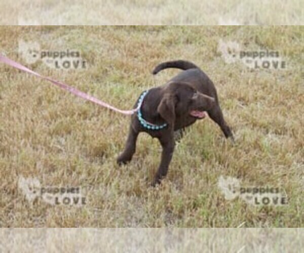 Full screen Photo #8 Labrador Retriever Puppy For Sale in SANGER, TX, USA