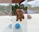 Small #4 Dachshund