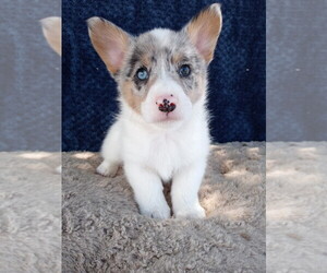 Pembroke Welsh Corgi Puppy for sale in KEENESBURG, CO, USA