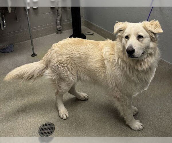 Medium Photo #1 German Shepherd Dog-Unknown Mix Puppy For Sale in Las Vegas, NV, USA