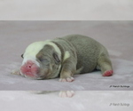 Small #2 Bulldog