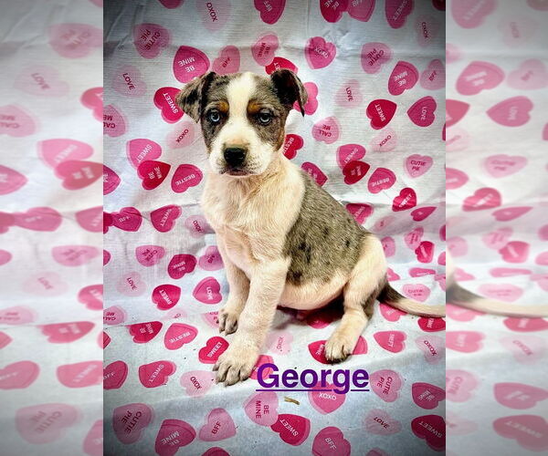 Medium Photo #2 Mutt Puppy For Sale in Mooresville, NC, USA