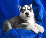 Small Photo #6 Siberian Husky Puppy For Sale in GROVESPRING, MO, USA