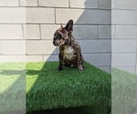 Small Photo #2 French Bulldog Puppy For Sale in NORTH HILLS, CA, USA