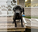 DA 13 Sonny - Male Mastiff-Unknown Mix Dog for Adoption - Small photo