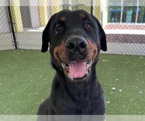 Rottweiler Dogs for adoption in Tavares, FL, USA