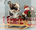 Small Photo #4 Chihuahua Puppy For Sale in NEWVILLE, PA, USA