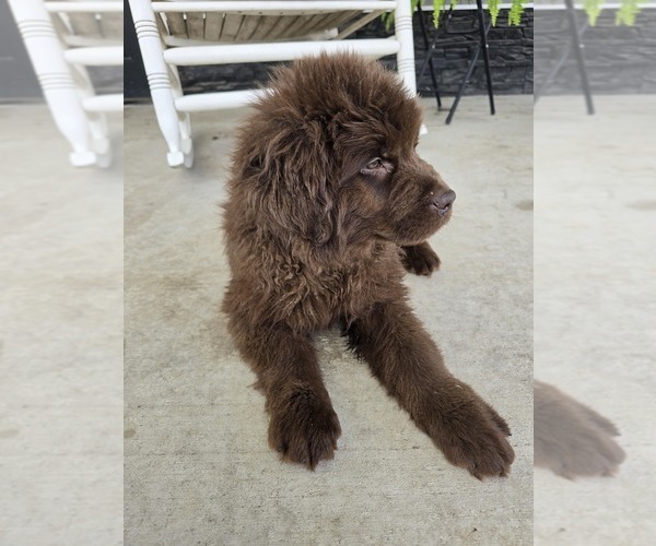 Medium Photo #102 Newfoundland Puppy For Sale in TILTON, IL, USA