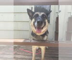 Small #1 German Shepherd Dog