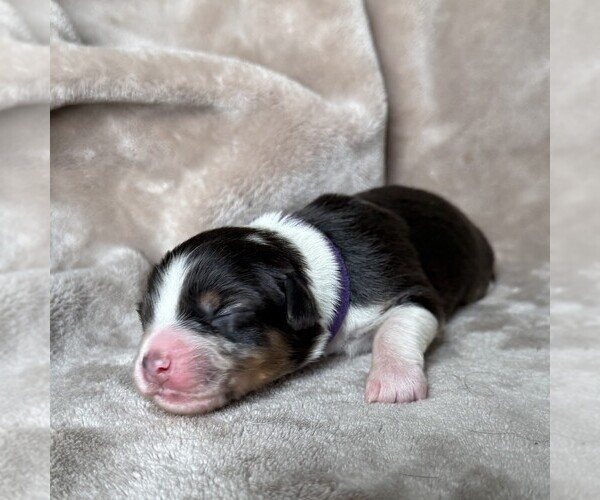 Medium Photo #2 Australian Shepherd Puppy For Sale in HENRICO, VA, USA
