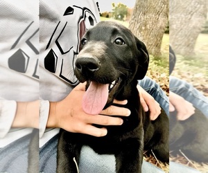 Labrador Retriever Dog for Adoption in PINE ISLAND, Minnesota USA