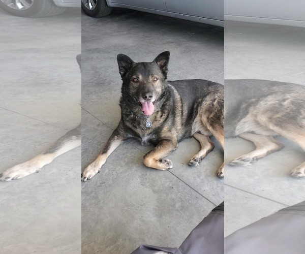 Medium Photo #2 German Shepherd Dog-Unknown Mix Puppy For Sale in Polson, MT, USA