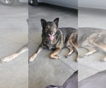 Small #1 German Shepherd Dog Mix