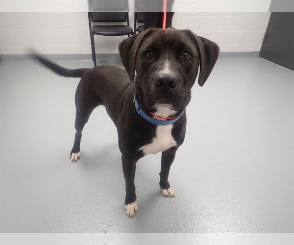 Medium Photo #2 Labrador Retriever-Unknown Mix Puppy For Sale in St. Cloud, FL, USA