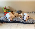 Small #4 American Pit Bull Terrier Mix