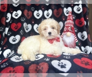 Cavapoo Puppy for sale in LAKELAND, FL, USA