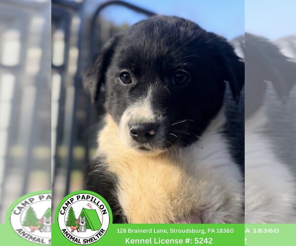 Medium Photo #1 Border Collie-Unknown Mix Puppy For Sale in Stroudsburg, PA, USA