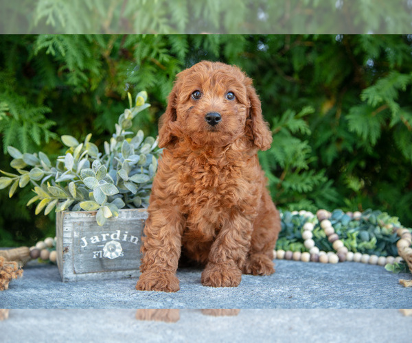 Medium Photo #2 Cavapoo Puppy For Sale in KIRKWOOD, PA, USA
