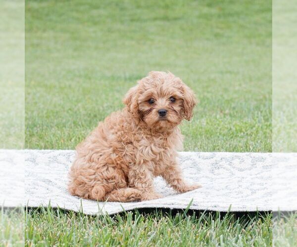 Medium Photo #3 Cavapoo Puppy For Sale in NARVON, PA, USA