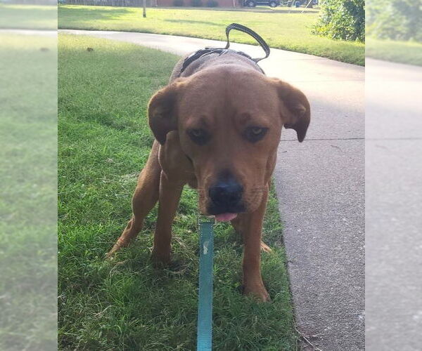 Medium Photo #2 Mutt Puppy For Sale in Claremore, OK, USA