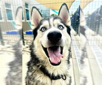 Small Siberian Husky Mix