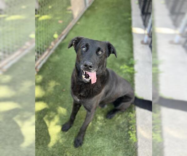 Medium Photo #3 Labrador Retriever-Unknown Mix Puppy For Sale in Chula Vista, CA, USA