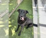 Small #2 Labrador Retriever Mix
