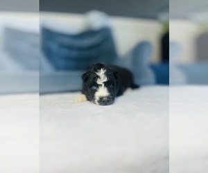 Siberian Husky Puppy for sale in HEMET, CA, USA