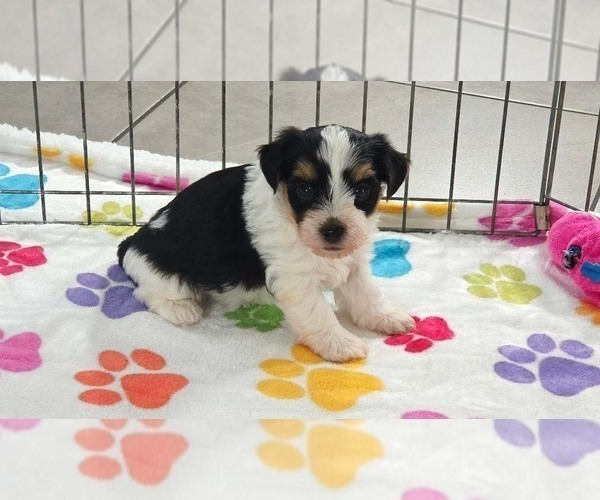 Medium Photo #7 Havashire Puppy For Sale in ORO VALLEY, AZ, USA