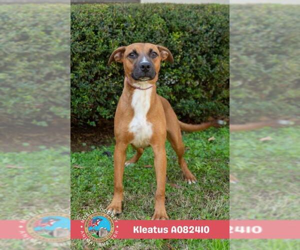 Medium Photo #2 Rat Terrier-Unknown Mix Puppy For Sale in Mobile, AL, USA