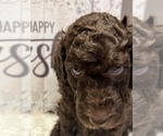 Puppy 1 Labradoodle-Poodle (Standard) Mix