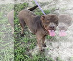 Small #3 Labrador Retriever Mix